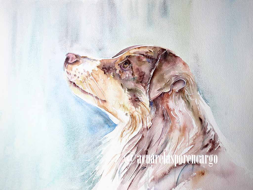 Retratos personalizados de perros en acuarela