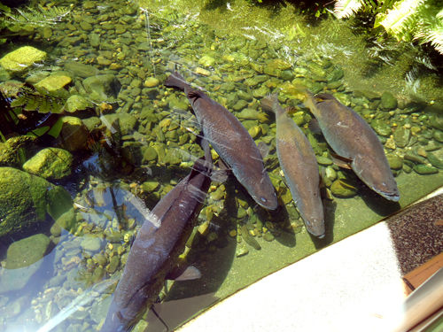 Barracudas.
