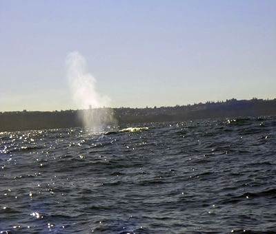 Yubarta. Bahia de Sydney.