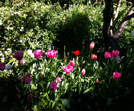 Tulipanes.
